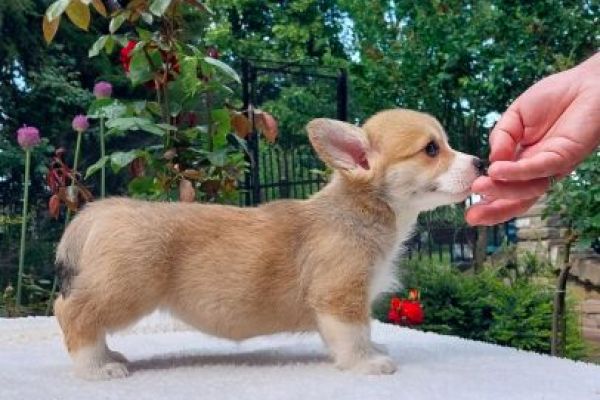 Pembroke corgi gallese cuccioli pembrokecorgigallesecuccioli12.jpg