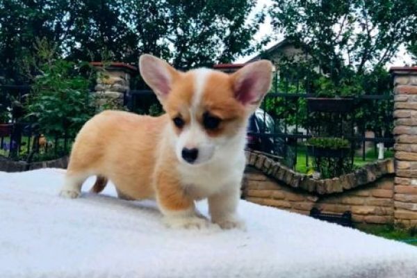 Pembroke corgi gallese cuccioli pembrokecorgigallesecuccioli123.jpg