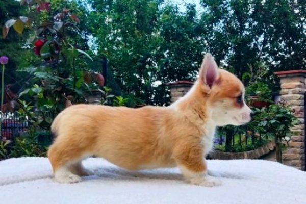 Pembroke corgi gallese cuccioli pembrokecorgigallesecuccioli1234.jpg