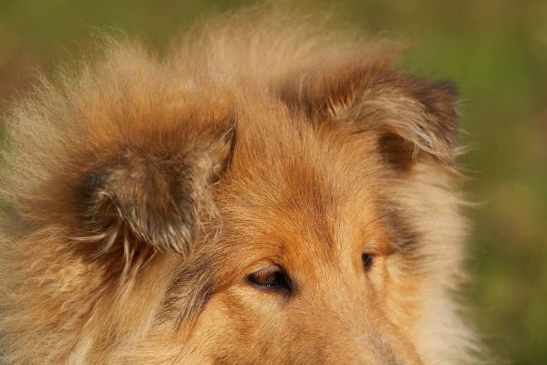 Pastore scozzese a pelo lungo. Rough collies pastorescozzeseapelolungorough.jpeg