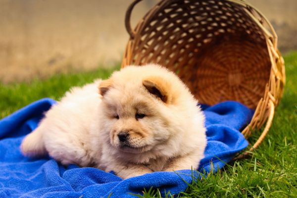 Chow chow cuccioli chowchowcuccioli1.jpg