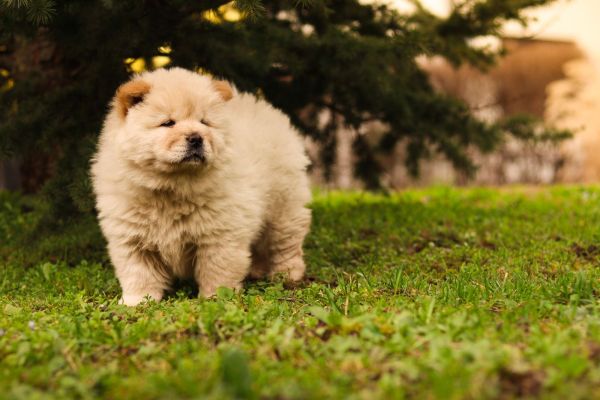 Chow chow cuccioli chowchowcuccioli12.jpg