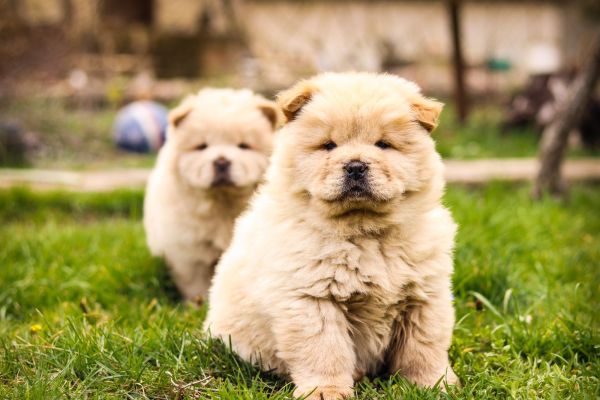 Chow chow cuccioli chowchowcuccioli12345.jpg