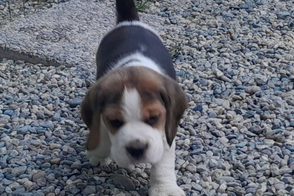 CUCCIOLI BEAGLE cucciolibeagle.jpg