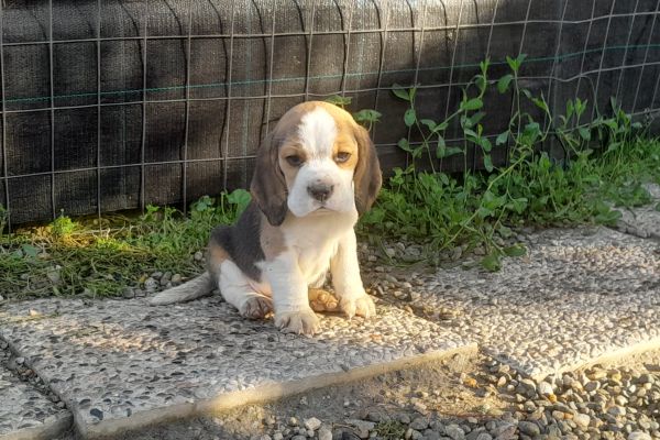 CUCCIOLI BEAGLE cucciolibeagle12345.jpg