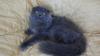 scottish fold haigland 454520a.jpg