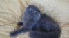 scottish fold haigland 454520b.jpg