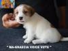 Cuccioli Jack Russell Terrier Selezionati-Figli Diretti di P 408860i.jpg
