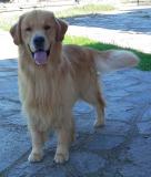 Cuccioli Golden retriver CuccioliGoldenretriver.jpg