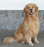 Cuccioli Golden retriver CuccioliGoldenretriver1.jpg