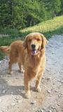 Cuccioli Golden retriver CuccioliGoldenretriver12.jpg