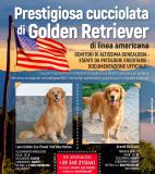 Cuccioli Golden retriver CuccioliGoldenretriver123.jpg