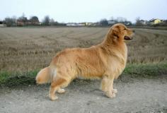 Cuccioli Golden retriver CuccioliGoldenretriver1234.jpg