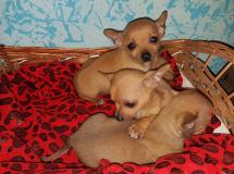 Cuccioli di chihuahua toy di 2 mesi Cucciolidichihuahuatoydi2mesi.jpg