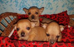 Cuccioli di chihuahua toy di 2 mesi Cucciolidichihuahuatoydi2mesi1234.jpg