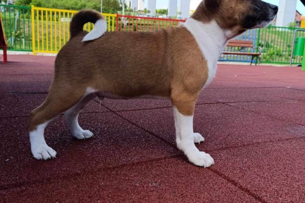 Basenji cuccioli in vendita basenjicuccioliinvendita.jpg