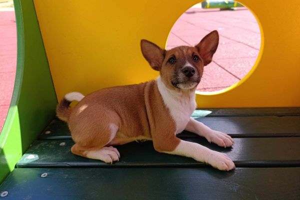 Basenji cuccioli in vendita basenjicuccioliinvendita1.jpg