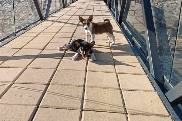 Basenji cuccioli in vendita basenjicuccioliinvendita12.jpg
