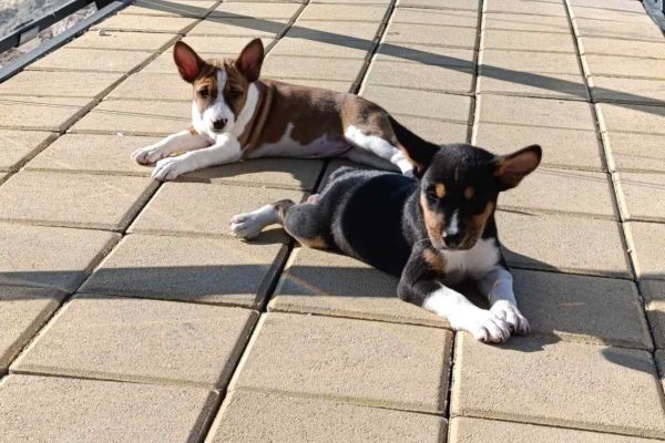Basenji cuccioli in vendita basenjicuccioliinvendita123.jpg