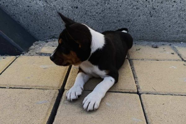 Basenji cuccioli in vendita basenjicuccioliinvendita1234.jpg