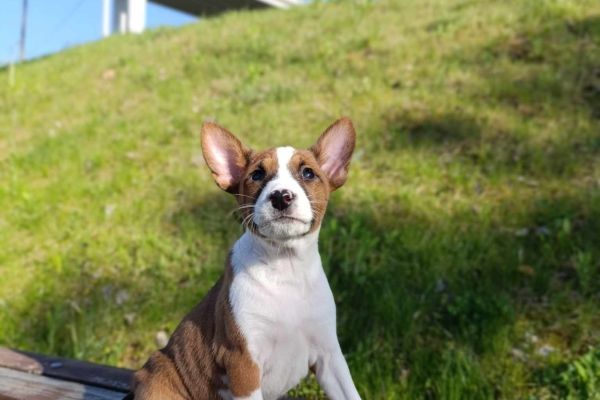 Basenji cuccioli in vendita basenjicuccioliinvendita12345.jpg