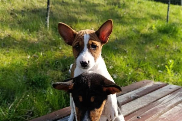 Basenji cuccioli in vendita basenjicuccioliinvendita123456.jpg