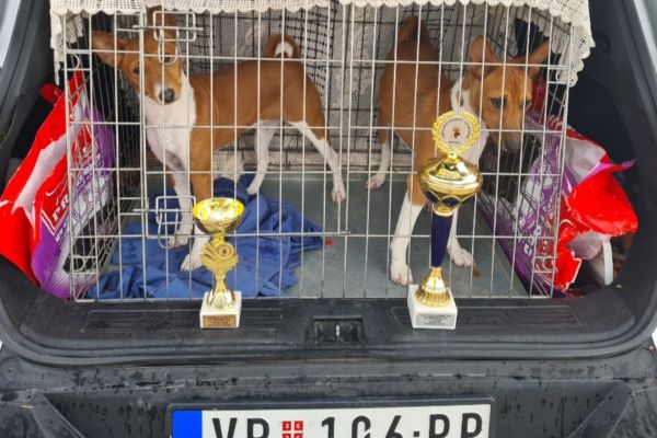 Basenji cuccioli in vendita basenjicuccioliinvendita123456789.jpg