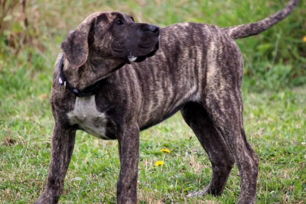 Presa Canario bellissimi cuccioli presacanariobellissimicuccioli123.jpg