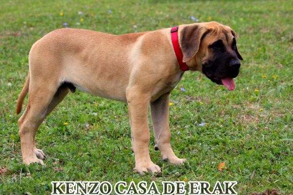 Presa Canario bellissimi cuccioli presacanariobellissimicuccioli1234.jpg