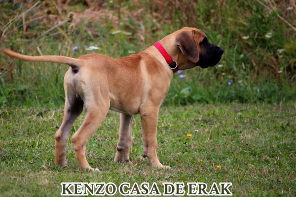 Presa Canario bellissimi cuccioli presacanariobellissimicuccioli12345.jpg