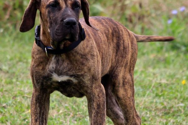 Presa Canario bellissimi cuccioli presacanariobellissimicuccioli1234567.jpg