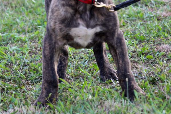 Presa Canario bellissimi cuccioli presacanariobellissimicuccioli12345678.jpg