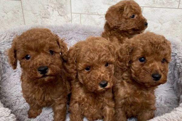 Barboncino cuccioli meraviglia barboncinocucciolimeraviglia.jpg