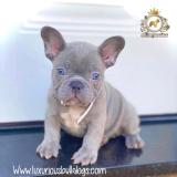 Strepitosi Bulldog francese blu StrepitosiBulldogfranceseblu-612a296075dd8.jpg