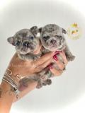 Strepitosi Bulldog francese blu StrepitosiBulldogfranceseblu-612a2961323c8.jpg