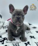 Strepitosi Bulldog francese blu StrepitosiBulldogfranceseblu-612a29619f420.jpg