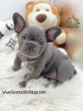 Strepitosi Bulldog francese blu StrepitosiBulldogfranceseblu-612a2961e9db5.jpg