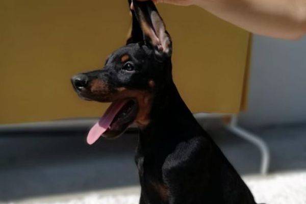 Dobermann cuccioli in vendita dobermanncuccioliinvendita1.jpg