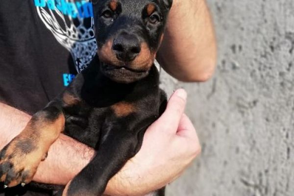 Dobermann cuccioli in vendita dobermanncuccioliinvendita12.jpg