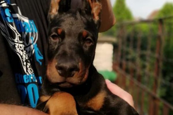 Dobermann cuccioli in vendita dobermanncuccioliinvendita1234.jpg