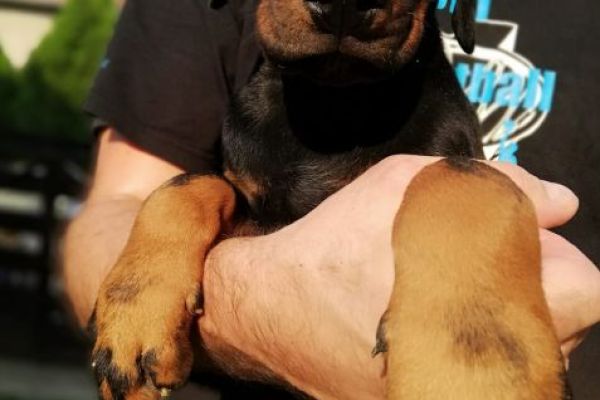 Dobermann cuccioli in vendita dobermanncuccioliinvendita123456.jpg