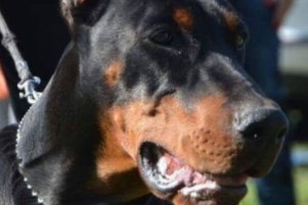 Dobermann cuccioli in vendita dobermanncuccioliinvendita123456789.jpg