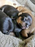 Cuccioli taglia piccola Cucciolitagliapiccola12.jpg