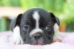 Bulldog Francese bianca e nera BulldogFrancesebiancaenera.jpg