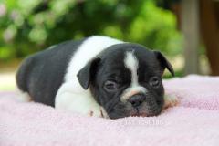 Bulldog Francese bianca e nera BulldogFrancesebiancaenera1.jpg