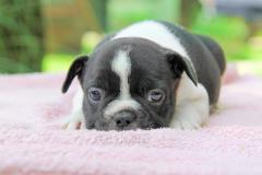 Bulldog Francese bianca e nera BulldogFrancesebiancaenera12.jpg