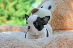 Bulldog Francese bianca e nera BulldogFrancesebiancaenera123.jpg