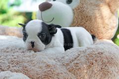 Bulldog Francese bianca e nera BulldogFrancesebiancaenera12345.jpg