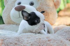 Bulldog Francese bianca e nera BulldogFrancesebiancaenera123456.jpg