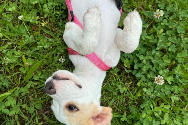 Cucciola di beagle con pedigree cuccioladibeagleconpedigree.jpeg